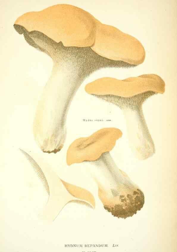 Reproducción/Reproduction 8558715203: Les champignons de la France :. Paris :J. Rothschild,1870.