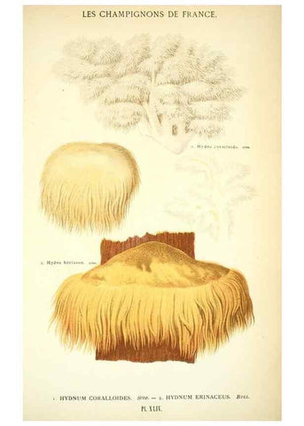 Reproducción/Reproduction 8558715469: Les champignons de la France :. Paris :J. Rothschild,1870.