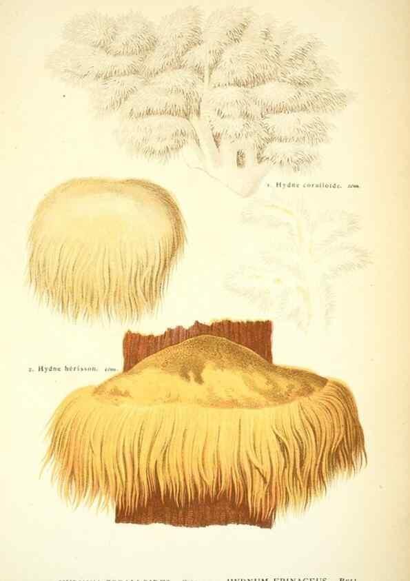 Reproducción/Reproduction 8558715469: Les champignons de la France :. Paris :J. Rothschild,1870.