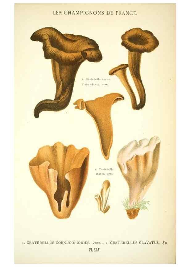 Reproducción/Reproduction 8559823392: Les champignons de la France :. Paris :J. Rothschild,1870.