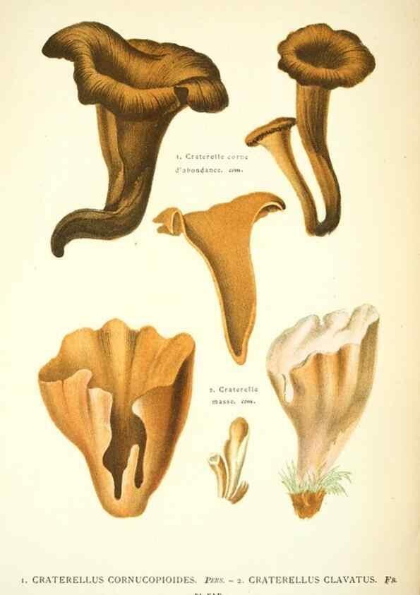 Reproducción/Reproduction 8559823392: Les champignons de la France :. Paris :J. Rothschild,1870.
