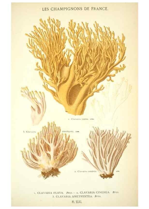 Reproducción/Reproduction 8558716051: Les champignons de la France :. Paris :J. Rothschild,1870.