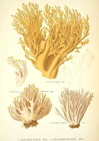 Reproducción/Reproduction 8558716051: Les champignons de la France :. Paris :J. Rothschild,1870.