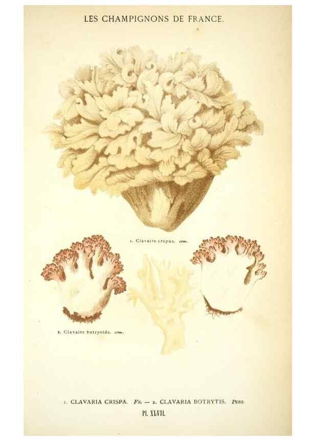 Reproducción/Reproduction 8558716513: Les champignons de la France :. Paris :J. Rothschild,1870.