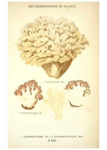 Reproducción/Reproduction 8558716513: Les champignons de la France :. Paris :J. Rothschild,1870.