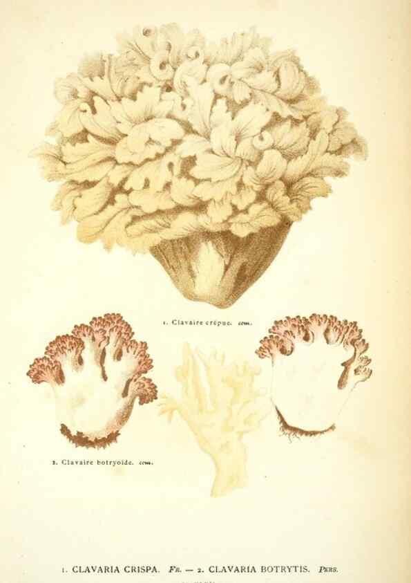 Reproducción/Reproduction 8558716513: Les champignons de la France :. Paris :J. Rothschild,1870.
