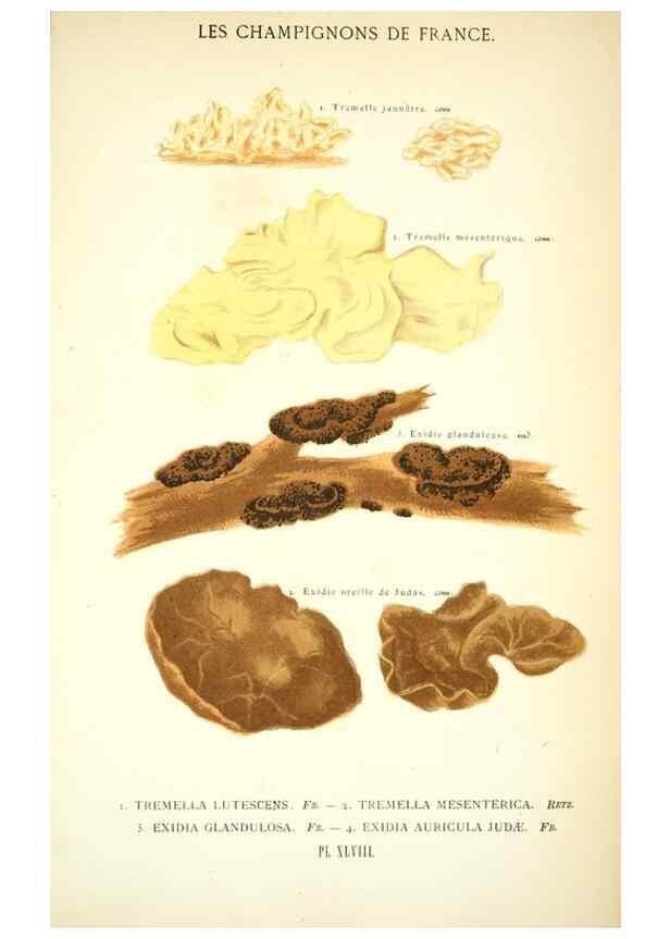 Reproducción/Reproduction 8559824502: Les champignons de la France :. Paris :J. Rothschild,1870.