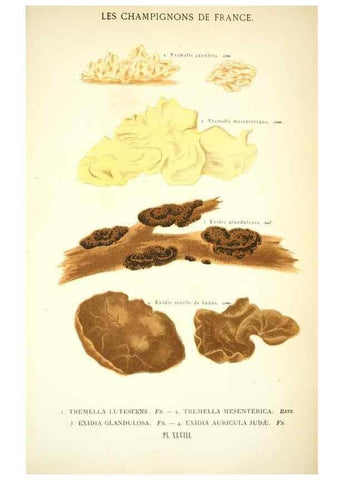 Reproducción/Reproduction 8559824502: Les champignons de la France :. Paris :J. Rothschild,1870.