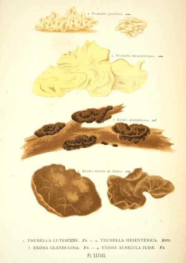 Reproducción/Reproduction 8559824502: Les champignons de la France :. Paris :J. Rothschild,1870.