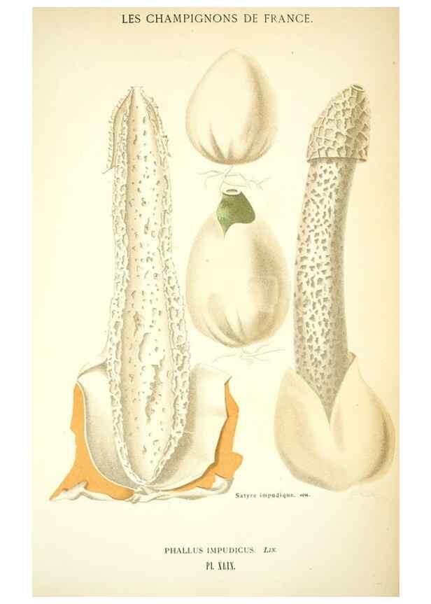 Reproducción/Reproduction 8558717099: Les champignons de la France :. Paris :J. Rothschild,1870.