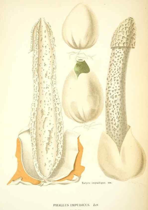 Reproducción/Reproduction 8558717099: Les champignons de la France :. Paris :J. Rothschild,1870.