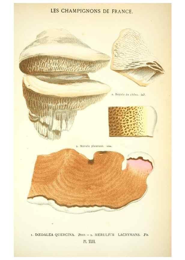 Reproducción/Reproduction 8558714945: Les champignons de la France :. Paris :J. Rothschild,1870.