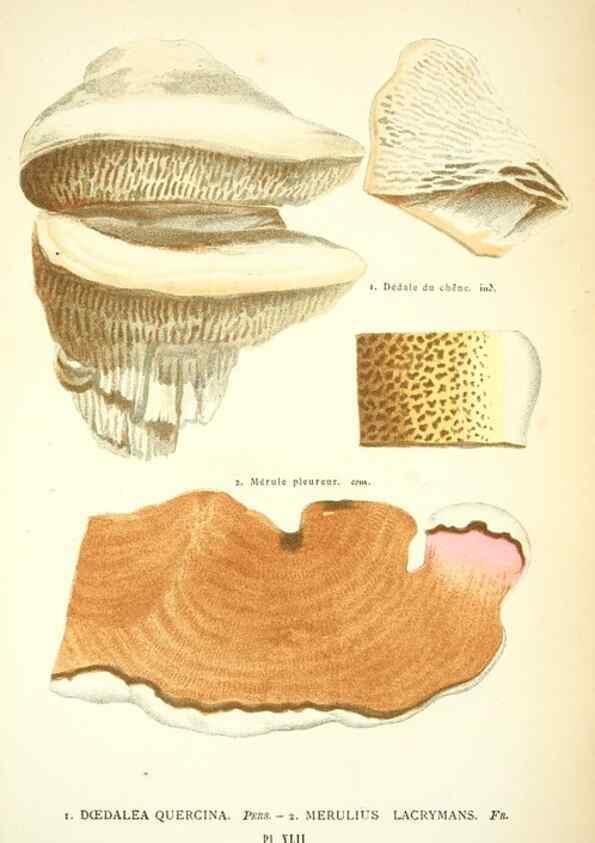 Reproducción/Reproduction 8558714945: Les champignons de la France :. Paris :J. Rothschild,1870.