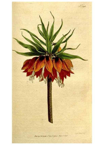 Reproducción/Reproduction 8559505675: The Botanical magazine, or, Flower-garden displayed ... /. [S.l. :s.n.],1790-1800 ;