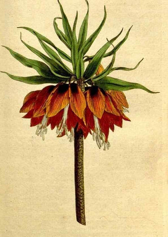 Reproducción/Reproduction 8559505675: The Botanical magazine, or, Flower-garden displayed ... /. [S.l. :s.n.],1790-1800 ;