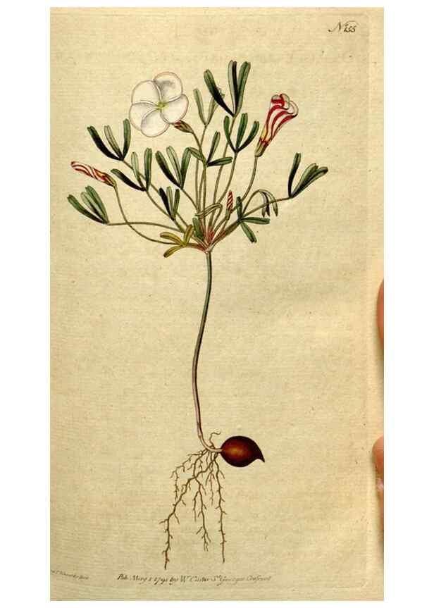 Reproducción/Reproduction 8560588020: The Botanical magazine, or, Flower-garden displayed ... /. [S.l. :s.n.],1790-1800 ;