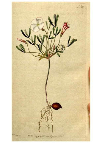 Reproducción/Reproduction 8560588020: The Botanical magazine, or, Flower-garden displayed ... /. [S.l. :s.n.],1790-1800 ;