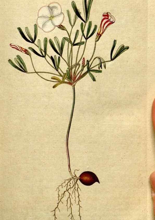 Reproducción/Reproduction 8560588020: The Botanical magazine, or, Flower-garden displayed ... /. [S.l. :s.n.],1790-1800 ;