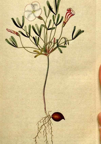 Reproducción/Reproduction 8560588020: The Botanical magazine, or, Flower-garden displayed ... /. [S.l. :s.n.],1790-1800 ;