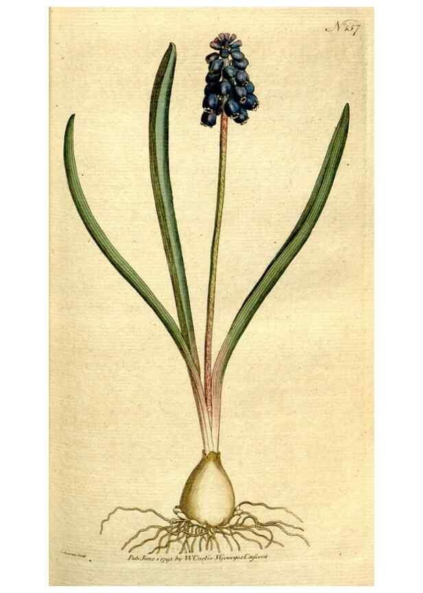 Reproducción/Reproduction 8559480809: The Botanical magazine, or, Flower-garden displayed ... /. [S.l. :s.n.],1790-1800 ;