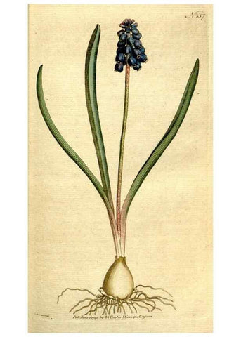 Reproducción/Reproduction 8559480809: The Botanical magazine, or, Flower-garden displayed ... /. [S.l. :s.n.],1790-1800 ;