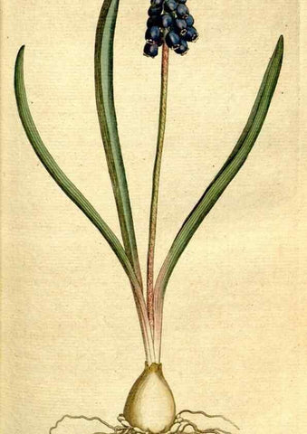 Reproducción/Reproduction 8559480809: The Botanical magazine, or, Flower-garden displayed ... /. [S.l. :s.n.],1790-1800 ;