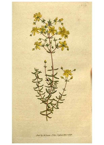 Reproducción/Reproduction 8559495335: The Botanical magazine, or, Flower-garden displayed ... /. [S.l. :s.n.],1790-1800 ;