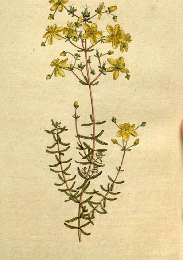 Reproducción/Reproduction 8559495335: The Botanical magazine, or, Flower-garden displayed ... /. [S.l. :s.n.],1790-1800 ;