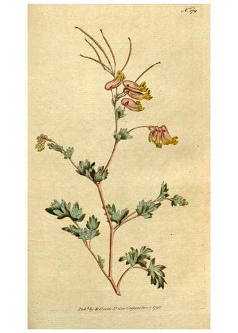 Reproducción/Reproduction 8559496029: The Botanical magazine, or, Flower-garden displayed ... /. [S.l. :s.n.],1790-1800 ;