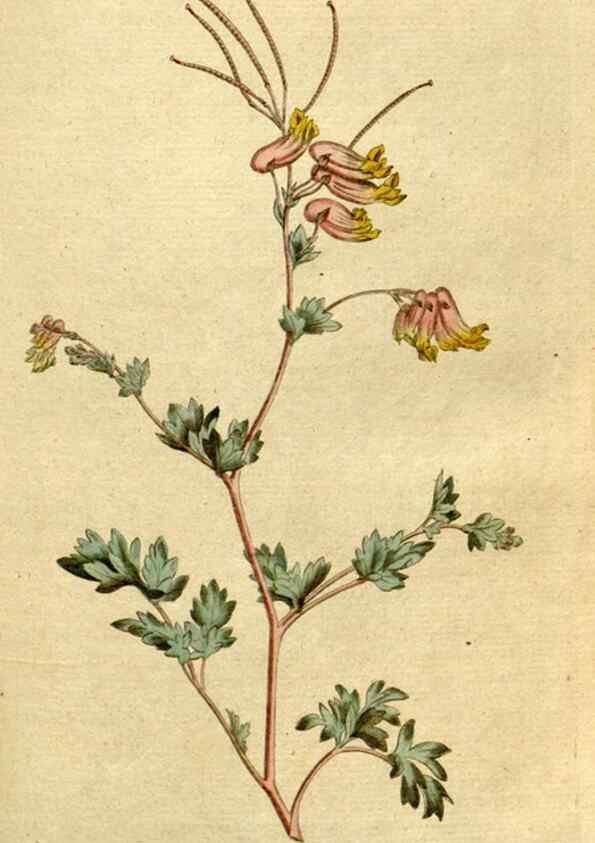 Reproducción/Reproduction 8559496029: The Botanical magazine, or, Flower-garden displayed ... /. [S.l. :s.n.],1790-1800 ;