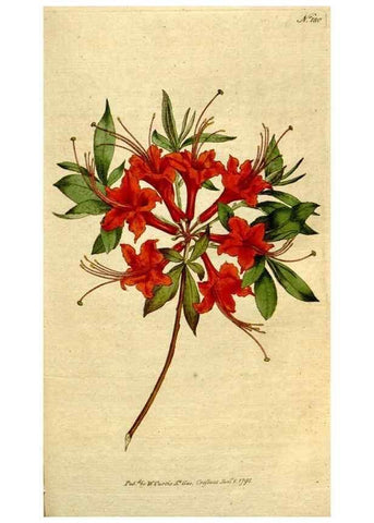 Reproducción/Reproduction 8559496587: The Botanical magazine, or, Flower-garden displayed ... /. [S.l. :s.n.],1790-1800 ;