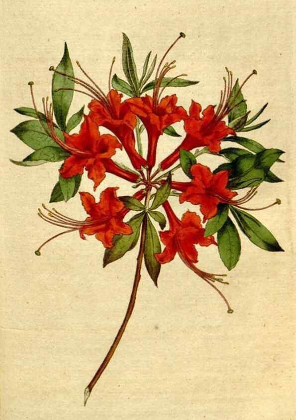 Reproducción/Reproduction 8559496587: The Botanical magazine, or, Flower-garden displayed ... /. [S.l. :s.n.],1790-1800 ;