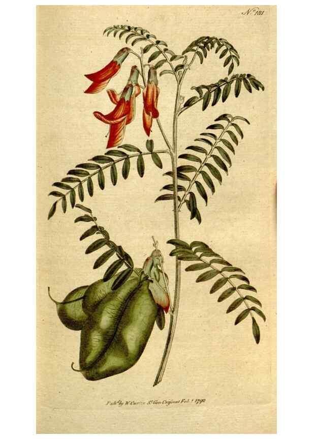 Reproducción/Reproduction 8559497453: The Botanical magazine, or, Flower-garden displayed ... /. [S.l. :s.n.],1790-1800 ;