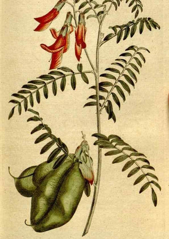 Reproducción/Reproduction 8559497453: The Botanical magazine, or, Flower-garden displayed ... /. [S.l. :s.n.],1790-1800 ;