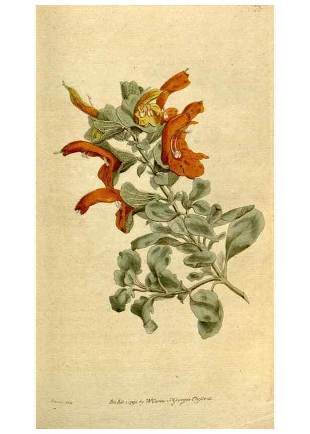 Reproducción/Reproduction 8559498087: The Botanical magazine, or, Flower-garden displayed ... /. [S.l. :s.n.],1790-1800 ;