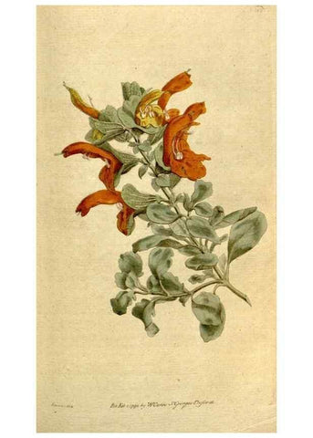Reproducción/Reproduction 8559498087: The Botanical magazine, or, Flower-garden displayed ... /. [S.l. :s.n.],1790-1800 ;