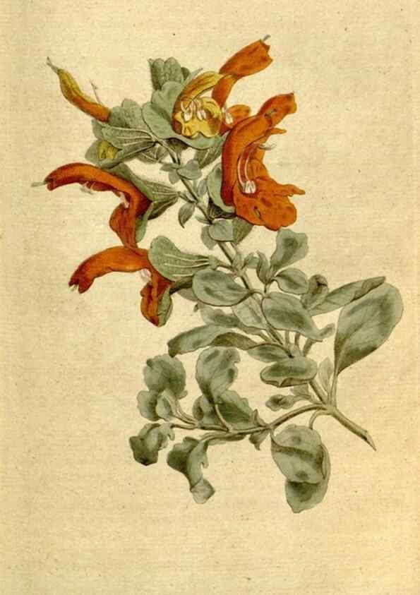 Reproducción/Reproduction 8559498087: The Botanical magazine, or, Flower-garden displayed ... /. [S.l. :s.n.],1790-1800 ;