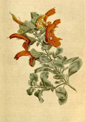 Reproducción/Reproduction 8559498087: The Botanical magazine, or, Flower-garden displayed ... /. [S.l. :s.n.],1790-1800 ;