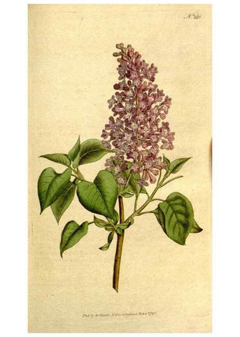 Reproducción/Reproduction 8559498695: The Botanical magazine, or, Flower-garden displayed ... /. [S.l. :s.n.],1790-1800 ;