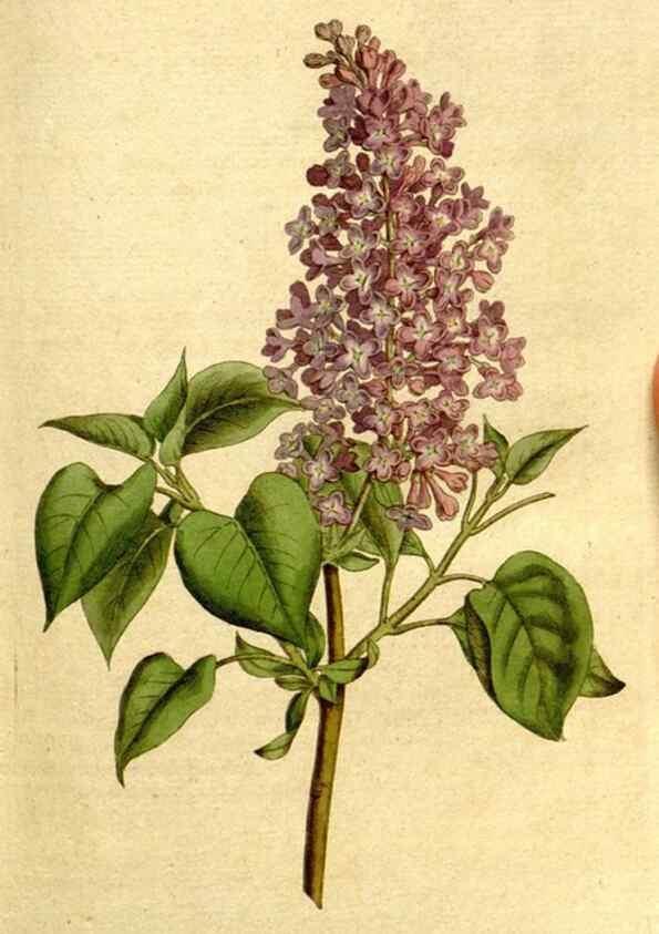 Reproducción/Reproduction 8559498695: The Botanical magazine, or, Flower-garden displayed ... /. [S.l. :s.n.],1790-1800 ;