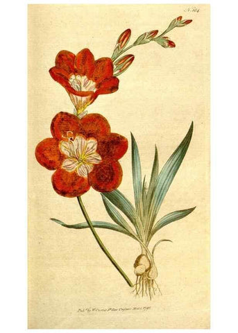 Reproducción/Reproduction 8560607442: The Botanical magazine, or, Flower-garden displayed ... /. [S.l. :s.n.],1790-1800 ;