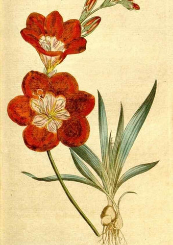 Reproducción/Reproduction 8560607442: The Botanical magazine, or, Flower-garden displayed ... /. [S.l. :s.n.],1790-1800 ;