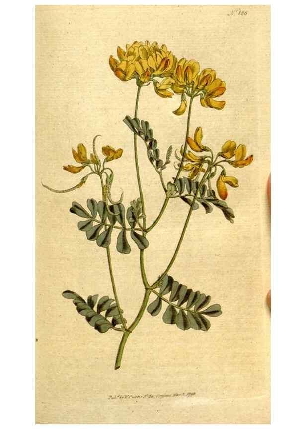 Reproducción/Reproduction 8559500153: The Botanical magazine, or, Flower-garden displayed ... /. [S.l. :s.n.],1790-1800 ;