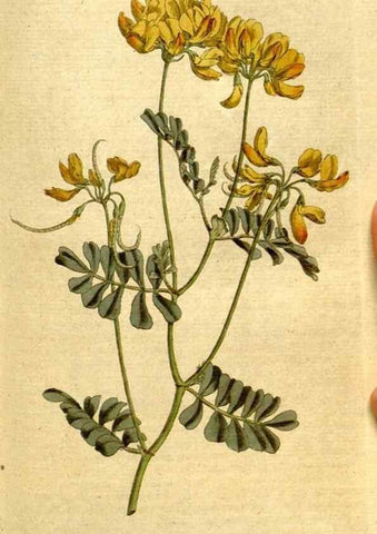 Reproducción/Reproduction 8559500153: The Botanical magazine, or, Flower-garden displayed ... /. [S.l. :s.n.],1790-1800 ;