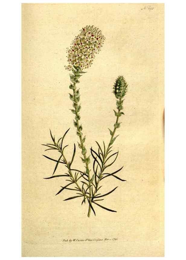 Reproducción/Reproduction 8559500733: The Botanical magazine, or, Flower-garden displayed ... /. [S.l. :s.n.],1790-1800 ;