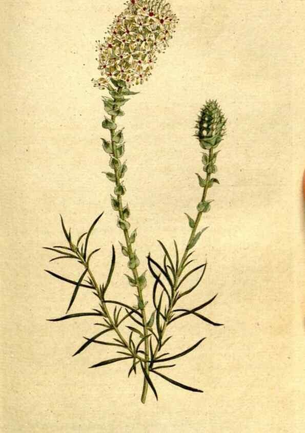 Reproducción/Reproduction 8559500733: The Botanical magazine, or, Flower-garden displayed ... /. [S.l. :s.n.],1790-1800 ;