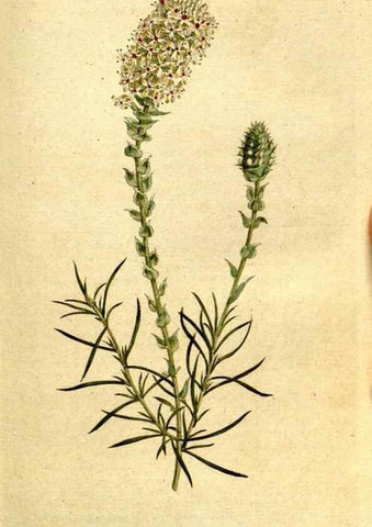 Reproducción/Reproduction 8559500733: The Botanical magazine, or, Flower-garden displayed ... /. [S.l. :s.n.],1790-1800 ;