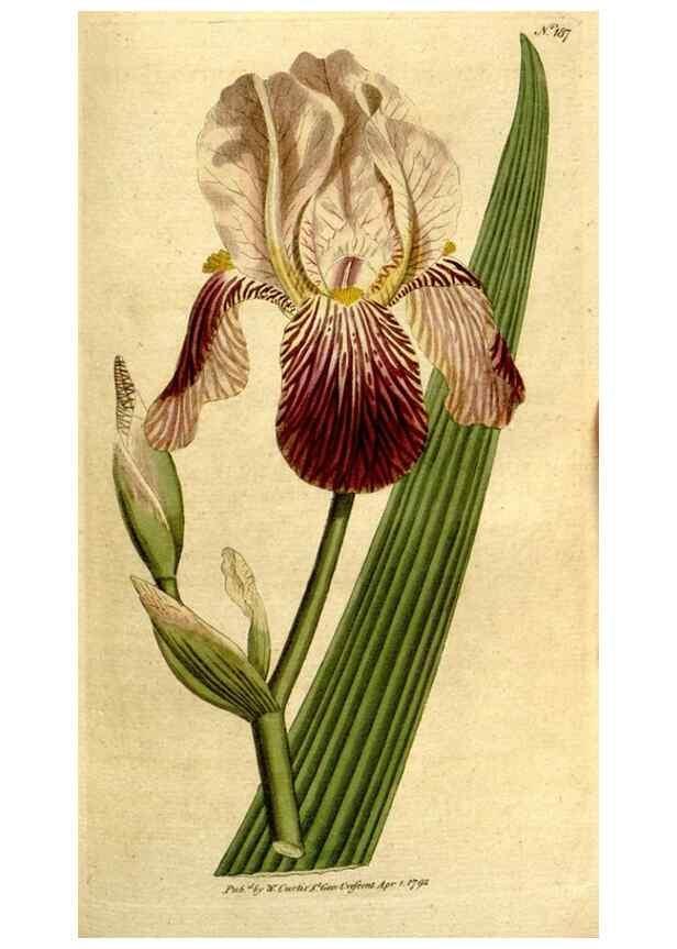 Reproducción/Reproduction 8559501475: The Botanical magazine, or, Flower-garden displayed ... /. [S.l. :s.n.],1790-1800 ;