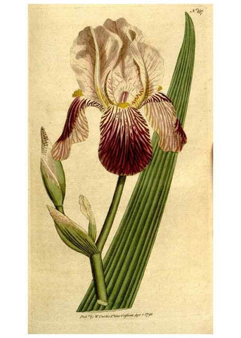 Reproducción/Reproduction 8559501475: The Botanical magazine, or, Flower-garden displayed ... /. [S.l. :s.n.],1790-1800 ;