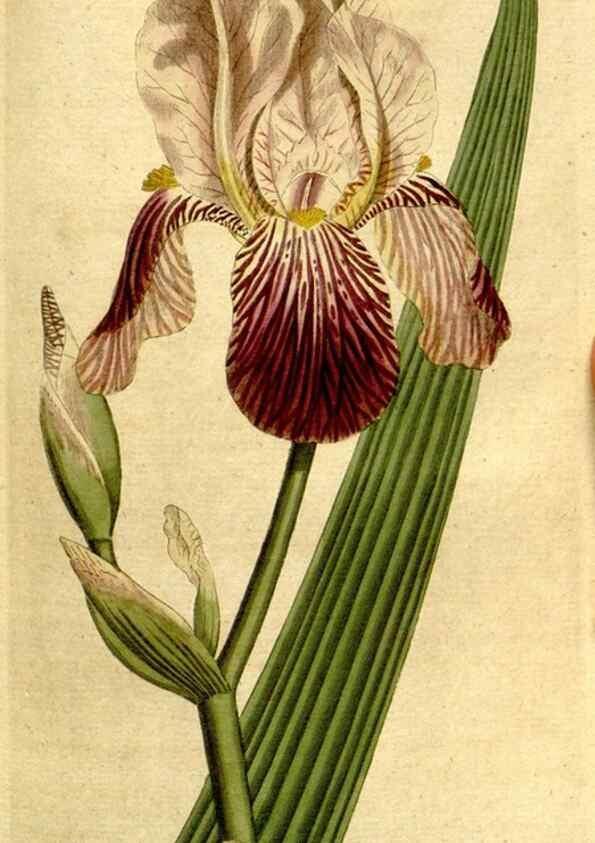 Reproducción/Reproduction 8559501475: The Botanical magazine, or, Flower-garden displayed ... /. [S.l. :s.n.],1790-1800 ;